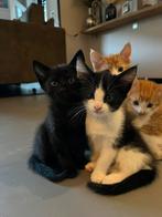 Nog 2 prachtige kwart maincoon kittens!, Dieren en Toebehoren, Katten en Kittens | Overige Katten, Meerdere dieren, Kortharig