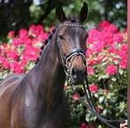 BH Zack elite merrie, Dieren en Toebehoren, Paarden en Pony's | Dekhengsten en Fokmerries, Merrie