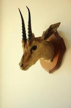 Taxidermie opgezette kop afrikaanse gazelle, Ophalen of Verzenden, Gebruikt, Opgezet dier