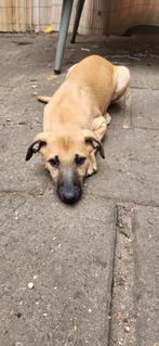 Windhond pups, mix greyhound whippet. 4 teefjes 1 reutje, Dieren en Toebehoren, 8 tot 15 weken, Groot, CDV (hondenziekte), Meerdere