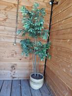 Kunstplant FEJKA Ficus Benjamin | 1,80 mtr | incl. pot, Huis en Inrichting, Ophalen, Gebruikt, Binnen
