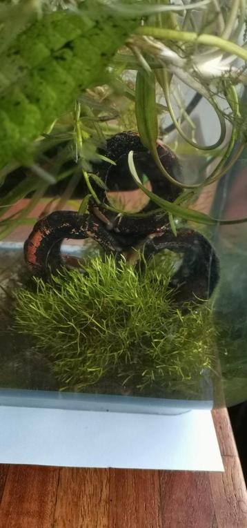 Riccia fluitans - watervorkje beschikbaar voor biedingen