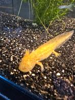 Nakweek Axolotls diversen kleuren, Hagedis