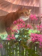 Liefdevol huisje gezocht voor Chiko & Hailey, Dieren en Toebehoren, Katten en Kittens | Raskatten | Korthaar, Kater, Gechipt, 3 tot 5 jaar