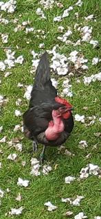 Naakthals broedeieren gezocht, Dieren en Toebehoren, Pluimvee, Vrouwelijk, Kip