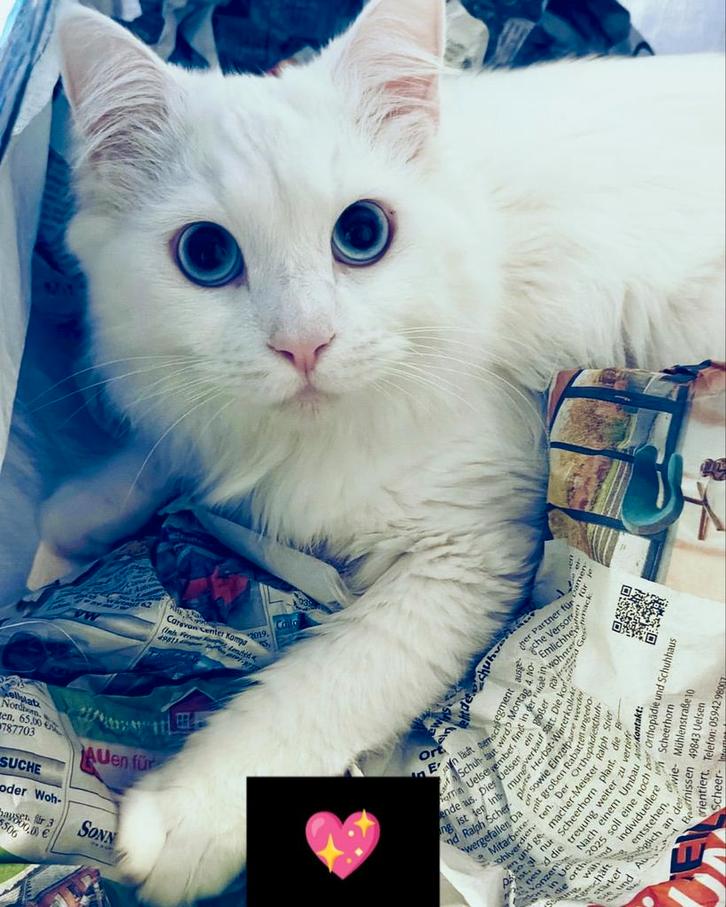 Ragdoll kater, Dieren en Toebehoren, Katten en Kittens | Overige Katten, Kater, 0 tot 2 jaar