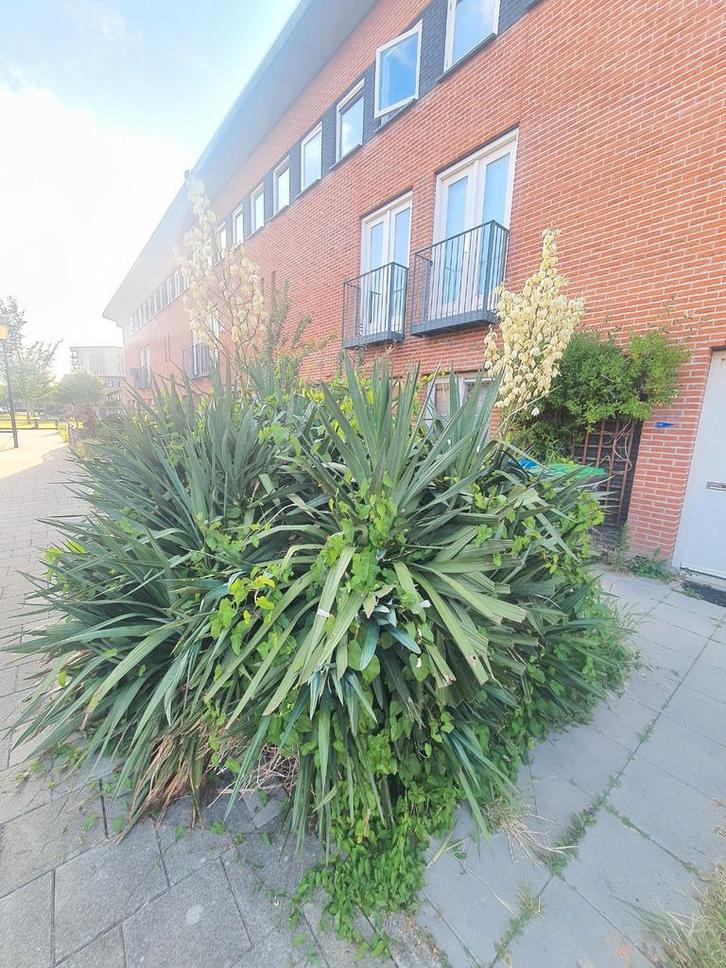 Groot tuinonderhoud - Wilde tuinen opruimen en schoonmaken, Diensten en Vakmensen, Tuinmannen en Stratenmakers