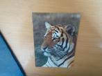 Tijger, Verzenden, Voor 1920, Ongelopen, Wild dier