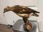Opgezette buizerd (Buteo buteo) – taxidermie –natuurdecorati, Ophalen of Verzenden, Gebruikt, Vogel, Opgezet dier