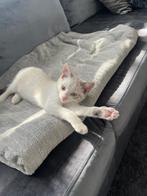 Kitten, Dieren en Toebehoren, Katten en Kittens | Raskatten | Korthaar, Poes, Ontwormd, 0 tot 2 jaar
