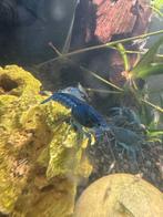 Florida kreeft blauw, Dieren en Toebehoren, Vissen | Aquariumvissen, Vis