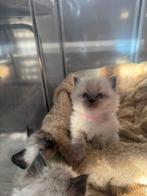 Ragdoll kittens, Meerdere dieren, Ontwormd, 0 tot 2 jaar