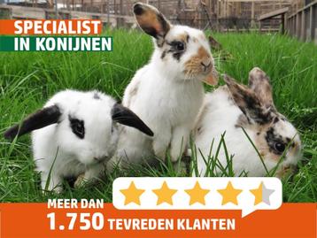 Hangoor dwergkonijn man | Gecastreerde rammen | Ingeënt! beschikbaar voor biedingen