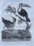 1826 Vogels De Ballus Virginnianus en de ramphastos Tucanu, Ophalen of Verzenden
