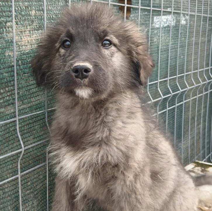 SAMMIE, LIEF PUPPENKIND, IN ASIEL OPZOEK NAAR WARMTE, Dieren en Toebehoren, Honden | Niet-rashonden, Middel, Reu, Particulier