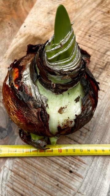 Grote Amaryllis Bol beschikbaar voor biedingen