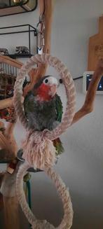 Cubapapegaai te koop of te ruil, Dieren en Toebehoren, Vogels | Parkieten en Papegaaien, Mannelijk, Papegaai