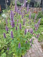 Paars zaden pakket, Ophalen of Verzenden, Volle zon