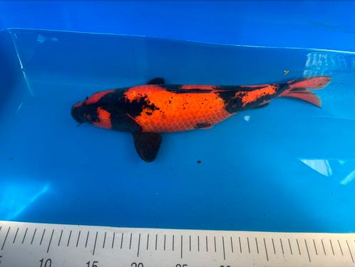 Te koop japanse koi, Hi Utsuri, Dieren en Toebehoren, Vissen | Aquariumvissen, Vis