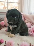 Super mooie boomer pups. maltezer maal shih tzu, Overige rassen, 8 tot 15 weken, CDV (hondenziekte), Meerdere
