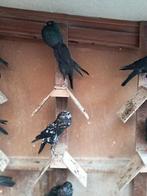 Brunner kroppers, Meerdere dieren