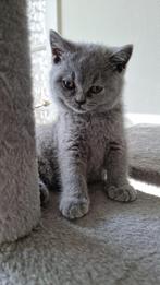 Blue Brits / Britse Korthaar kittens met stamboom, Poes, Gechipt, 0 tot 2 jaar