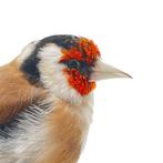 Te koop: Diverse prachtige opgezette vogels!, Verzamelen, Dierenverzamelingen, Ophalen of Verzenden, Nieuw, Vogel, Opgezet dier