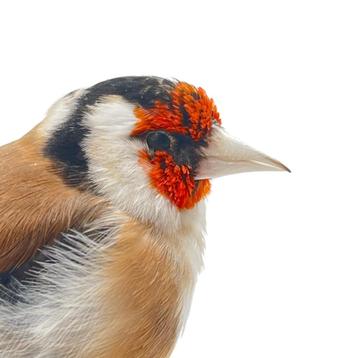 Te koop: Diverse prachtige opgezette vogels!  beschikbaar voor biedingen
