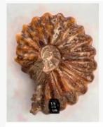 XL mooie grote fossiele ammoniet, prachtig, Verzamelen, Mineralen en Fossielen, Ophalen of Verzenden