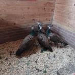 Pauwen, Dieren en Toebehoren, Pluimvee, Meerdere dieren, Overige soorten