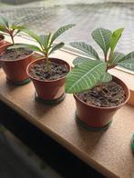 mooie plantjes van Madagascar Jewel, Huis en Inrichting, Kamerplanten, Ophalen, Overige soorten, Halfschaduw, Minder dan 100 cm