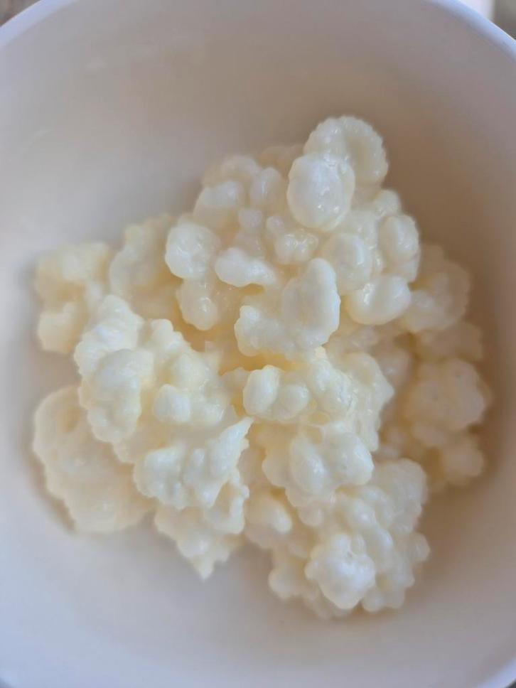 Kefir korrels, Diversen, Levensmiddelen, Ophalen of Verzenden