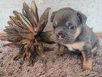 Franse bulldog pups uit gekeurde ouders, Dieren en Toebehoren, Honden | Bulldogs, Pinschers en Molossers, Nederland, CDV (hondenziekte)