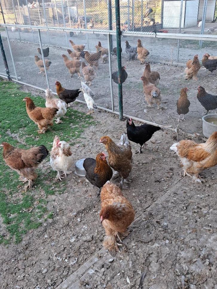 Jonge brahma hennen, Dieren en Toebehoren, Pluimvee, Kip, Vrouwelijk
