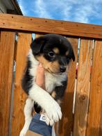 Laatste pup! Teefje, Dieren en Toebehoren, Overige rassen, CDV (hondenziekte), 8 tot 15 weken, Meerdere