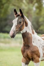 Springgefokt homozygoot bont hengstveulen, Dieren en Toebehoren, Paarden, Springpaard, Minder dan 160 cm, Niet van toepassing