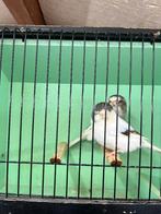 Wit/bonte glosters, Mannelijk, Postuurkanarie