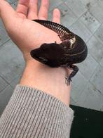 1.3 Blacknight Luipaardgekko, Dieren en Toebehoren, Reptielen en Amfibieën, Hagedis, 0 tot 2 jaar