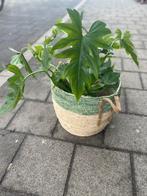 Plant en mand, Ophalen, Halfschaduw, Minder dan 100 cm