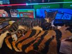 Kater en poes, Dieren en Toebehoren, Katten en Kittens | Dekkaters