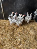 Hele mooie brahma’s te koop, Dieren en Toebehoren, Vrouwelijk, Kip