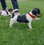 Jack Russel puppys tri color, Dieren en Toebehoren, Honden | Jack Russells en Terriërs, Jack Russell Terriër, CDV (hondenziekte)