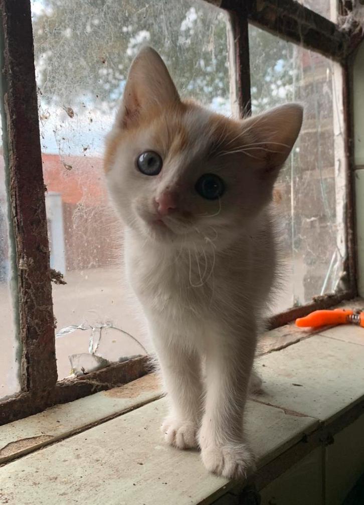 Super lieve kitten, Dieren en Toebehoren, Katten en Kittens | Overige Katten, Meerdere dieren
