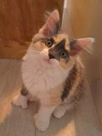 Polydactyl maine coon poesje, Dieren en Toebehoren, Katten en Kittens | Raskatten | Langhaar, Poes, Gechipt, 0 tot 2 jaar