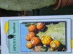 Schijfcactus Opuntia voor landschildpad, Schildpad, 0 tot 2 jaar