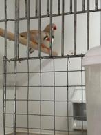 Grote zeebra vinken., Dieren en Toebehoren, Meerdere dieren