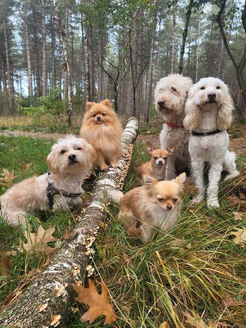 Vakantie oppas gezocht!, Dieren en Toebehoren, Overige Dieren, Meerdere dieren