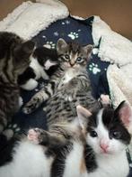 Kittens, Dieren en Toebehoren
