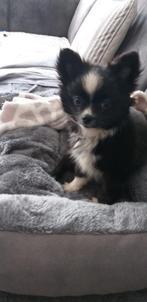 Te koop een mooi en lief Pomchi, Reu, 8 tot 15 weken, CDV (hondenziekte), Eén hond