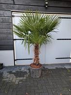 Palmboom trachycarpus fortunei winterhard, Volle zon, Ophalen of Verzenden, Palmboom